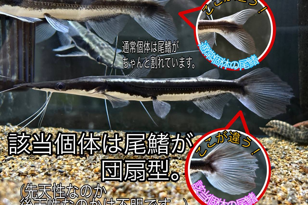 以前Xで投稿させていただいた