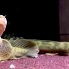 polypterus飼育にあたって起こるトラブルまとめ