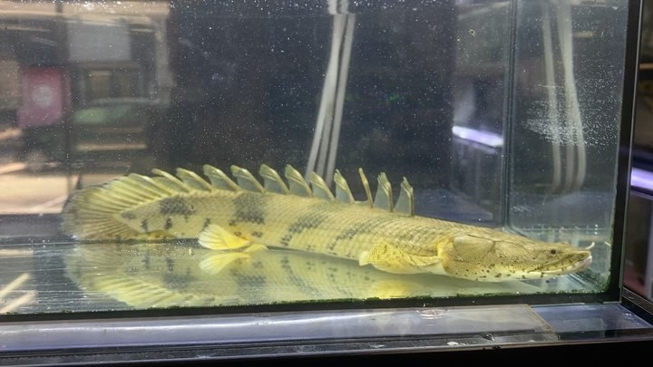 Po.エンドリケリー ダボラ No2★35cm