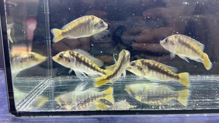 直輸入 タンザニア便ｱﾌﾘｶﾝｼｸﾘｯﾄﾞ