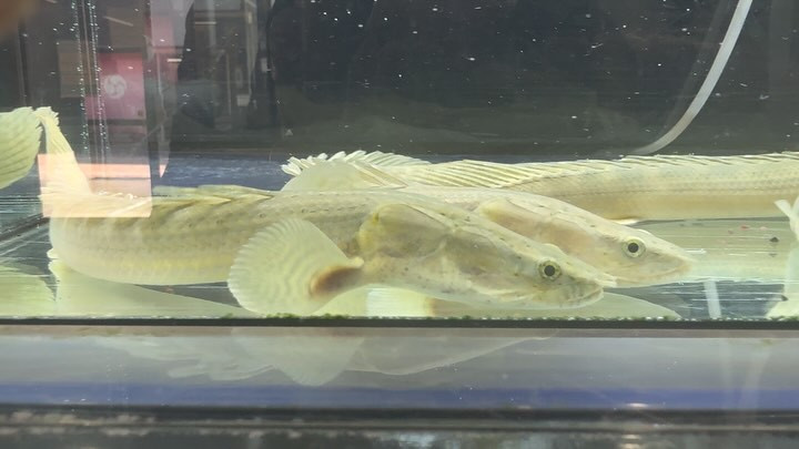 Po.ラプラディ ナイジェリア産 20〜23cm