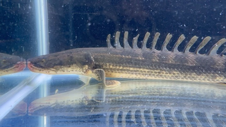 【直輸入】カメルーン便 Po.ビキール 50up ① 51cm メス