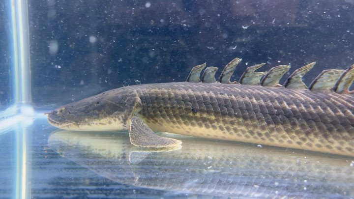 【直輸入】カメルーン便 Po.ビキール 50up ② 58cm オス