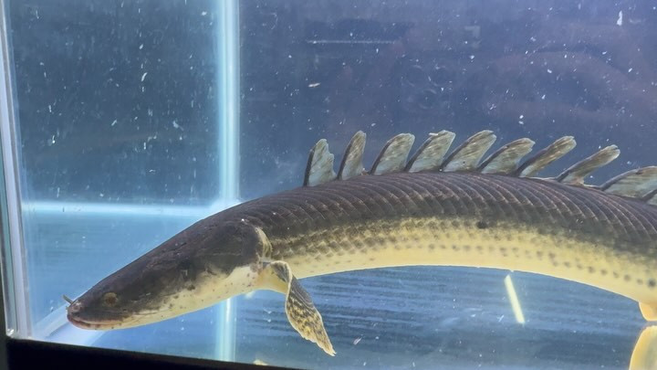 【直輸入】カメルーン便 Po.ビキール 50up ③ 58cm オス