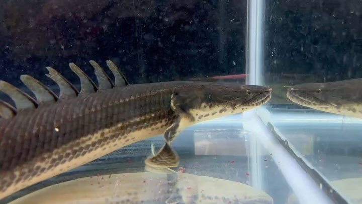 【直輸入】カメルーン便 Po.ビキール 50up 特選個体 ④ 53cm メス