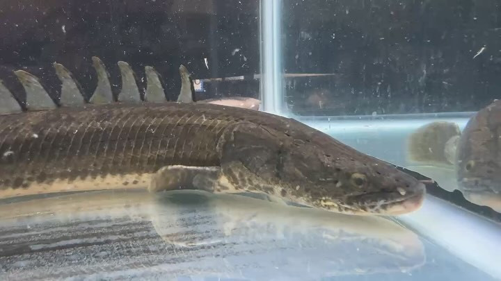 【直輸入】カメルーン便 Po.ビキール 50up  特選個体 ⑤ 51cm オス