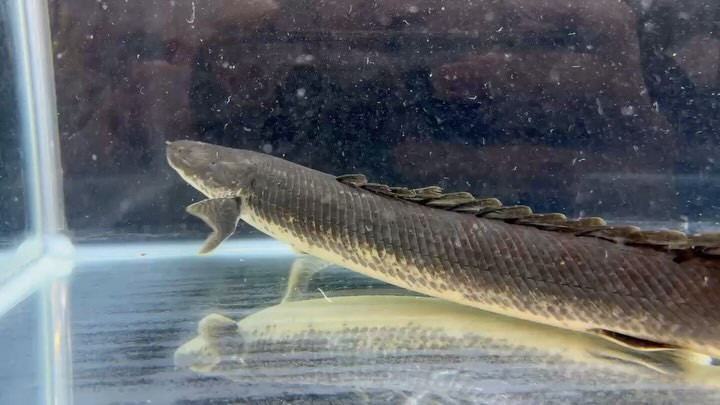 【直輸入】カメルーン便  Po.ビキール 50up 特選個体 ⑥ 50cm オス