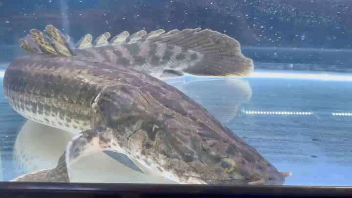 【直輸入】カメルーン便 60up Po.ビキール ④ 61cm オス