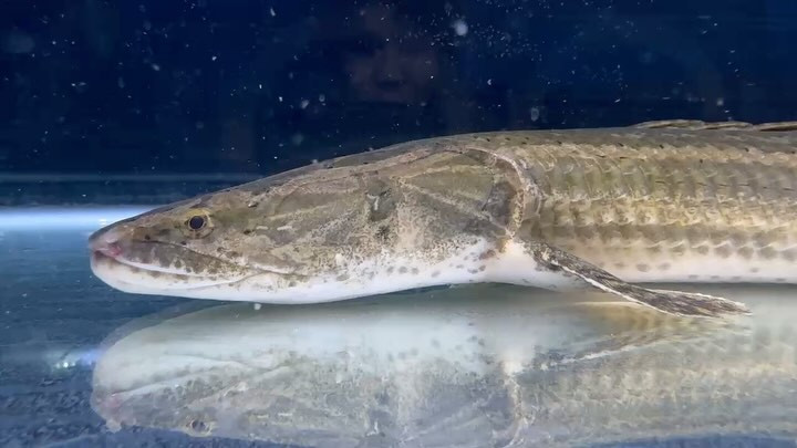 【直輸入】 カメルーン便 60up Po.ビキール ⑤ 60cm オス