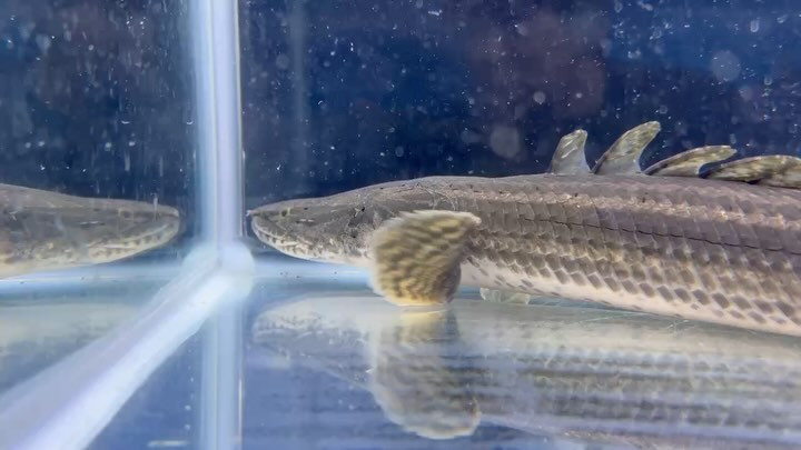 【直輸入】 カメルーン便 60up Po.ビキール ⑥ 60cm オス