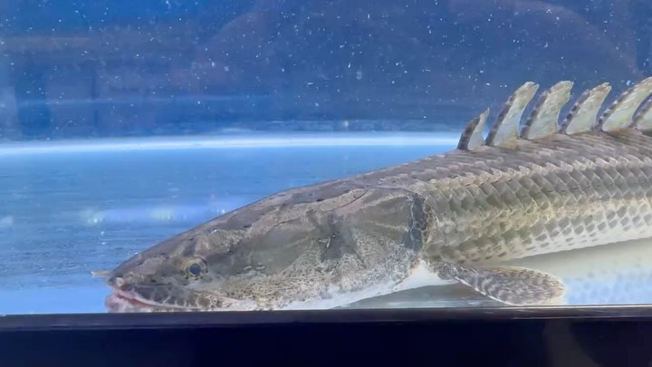 【直輸入】 カメルーン便 60up Po.ビキール ⑦ 60cm ± オス