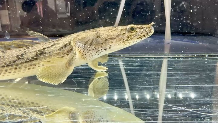 【直輸入】Po.コンギクス タンガニーカ湖産 Ｎｏ．①26cm メス