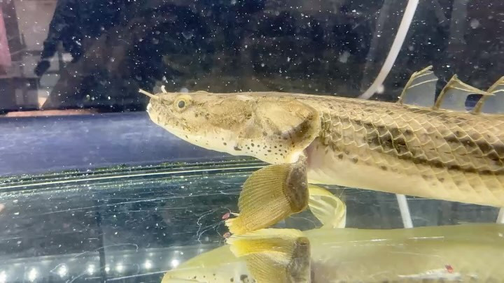 【直輸入】Po.コンギクス タンガニーカ湖産 Ｎｏ．④ 29cm オス