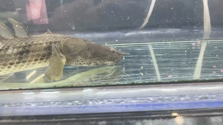 【直輸入】Po.コンギクス タンガニーカ湖産 Ｎｏ．⑤ 27cm メス