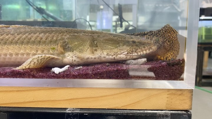 ３周年祭SALE 通販対象商品❹