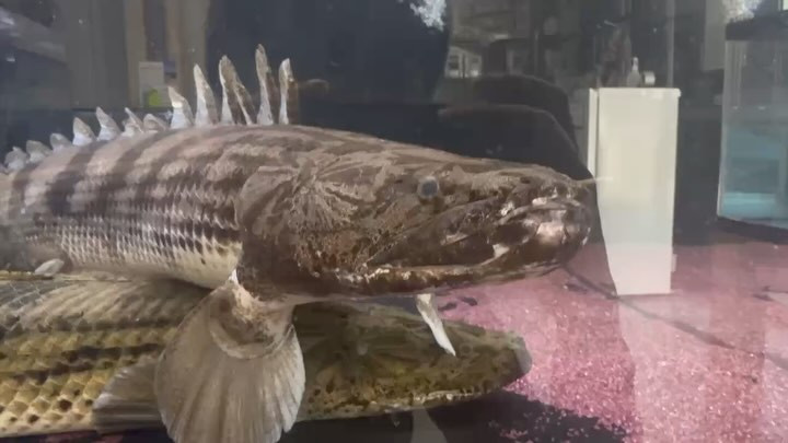 ３周年祭SALE 通販対象商品❼