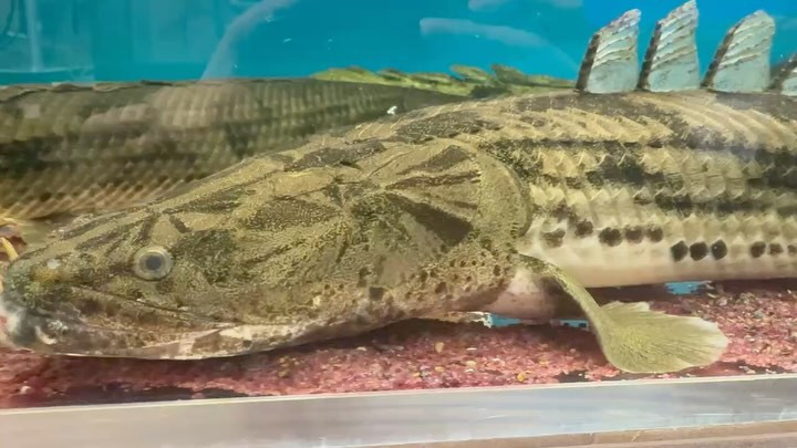 ３周年祭SALE 通販対象商品❽