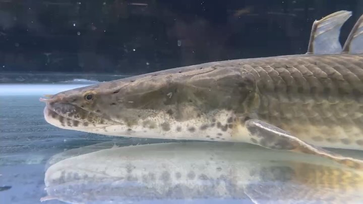 【直輸入】【特価】 Po.ビキール 40up カメルーン便 Ｎｏ．⑧ 48cm