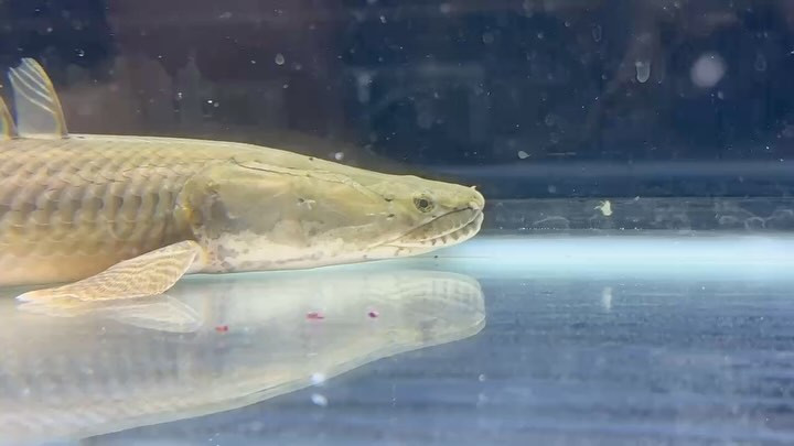 【直輸入】【特価】 Po.ビキール40up カメルーン便 Ｎｏ．⑪49cm