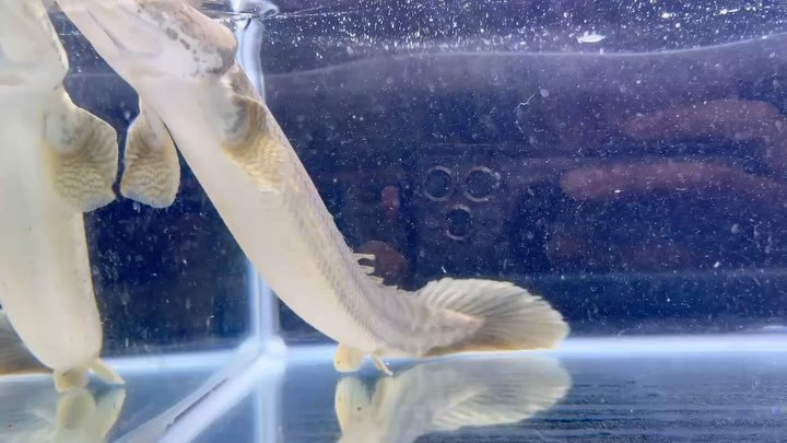 【直輸入】【特価】 Po.ビキール40up カメルーン便 Ｎｏ．⑬47cm