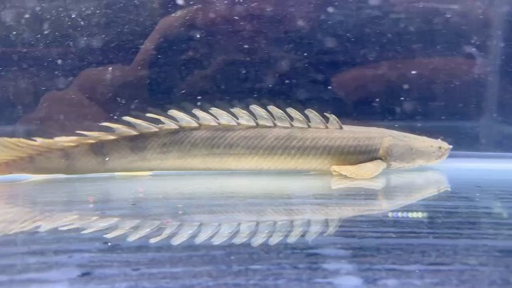 【直輸入】【特価】 Po.ビキール40up カメルーン便 Ｎｏ．⑭ 46cm