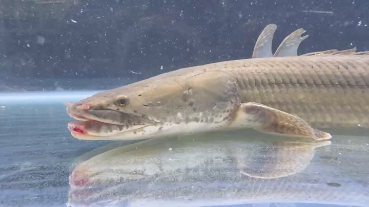 【直輸入】【特価】 Po.ビキール40up カメルーン便 Ｎｏ．⑮ 45cm