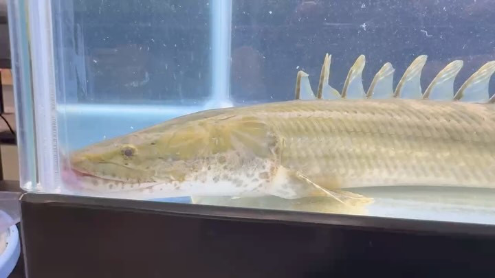 【直輸入】【特価】 Po.ビキール40up カメルーン便 Ｎｏ．⑯ 48cm