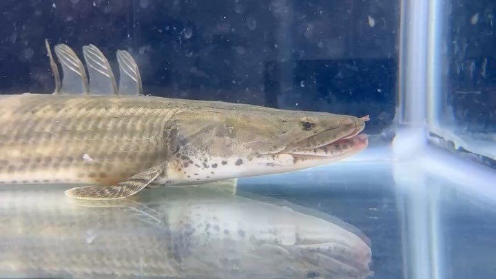 【直輸入】【特価】 Po.ビキール40up カメルーン便 Ｎｏ．⑰ 42cm