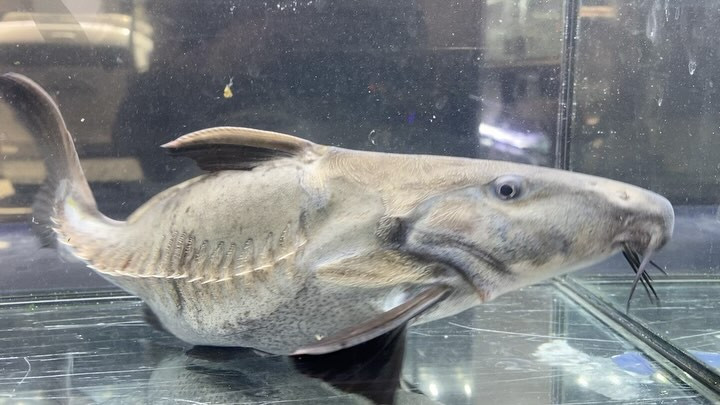 オキシドラス　ショートボディー No.① 27cm前後