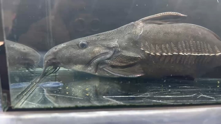 オキシドラス　ショートボディー No.② 27cm前後