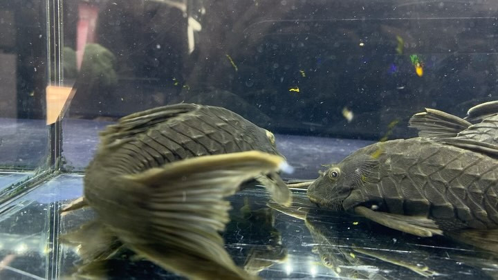 アーマードプレコ20ｃｍ