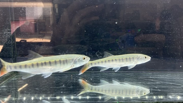 入荷情報◆１ライアマス セネガレンシス