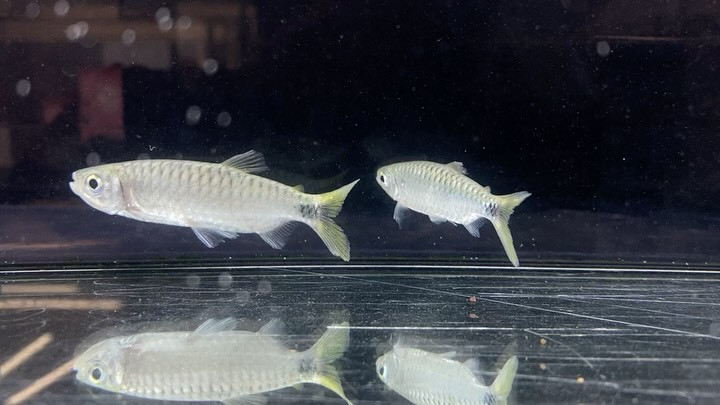 入荷情報◆２ブリキヌス マクロレピドータス