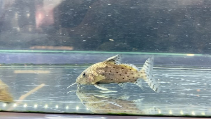 入荷情報◆3ブラキシノドンティスバテンソーダ 