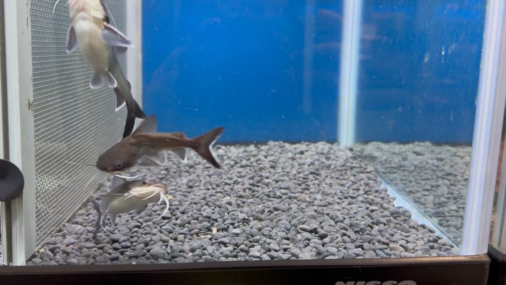 パプアンサーモンキャット