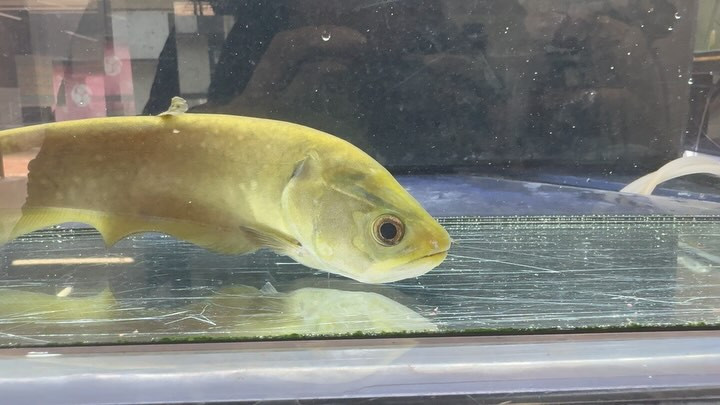 アロワナナイフ（アファー）