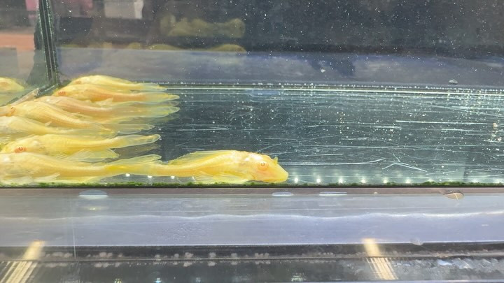 アルビノセルフィンプレコ 5〜6cm