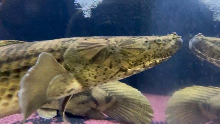 【難有特価】【直輸入】 Po.コンギクス タンガニーカ湖産 80〜83cm②オス