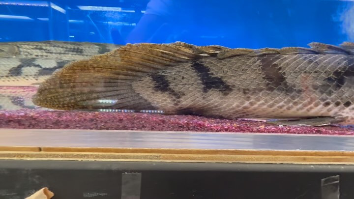 【直輸入】【難有り特価】 Po.コンギクス タンガニーカ湖 75cmメス