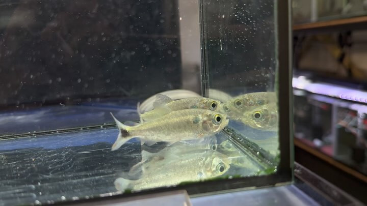 シルバードラド (パンタナル)6〜7cm前後