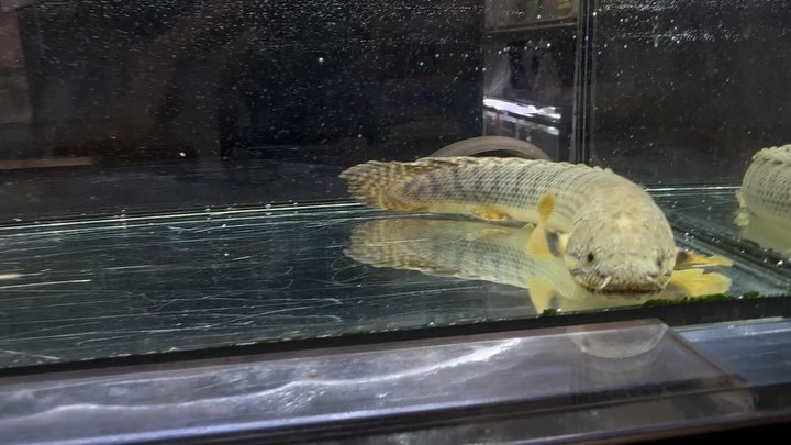 Po.ウィークシー コンゴ　20cm±メス