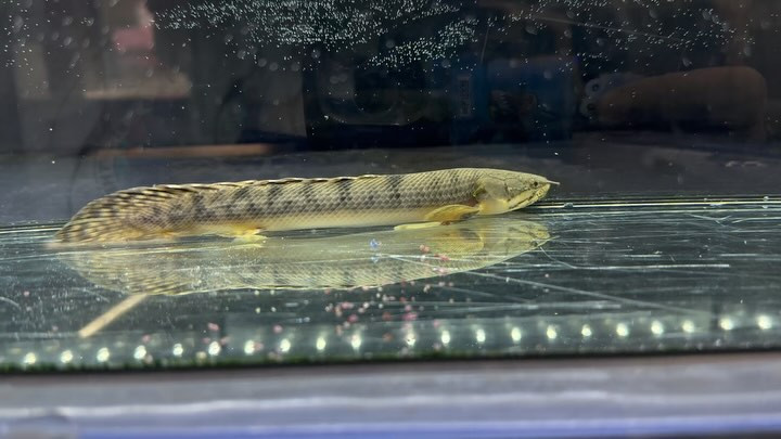 Po.ウィークシー コンゴ産 19cm±