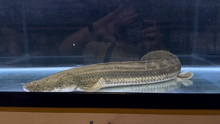 Po.ビキール カメルーン便 Ｎｏ．67cm