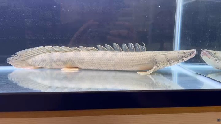 新入荷 Po.ラプラディ 61cm ギニア便