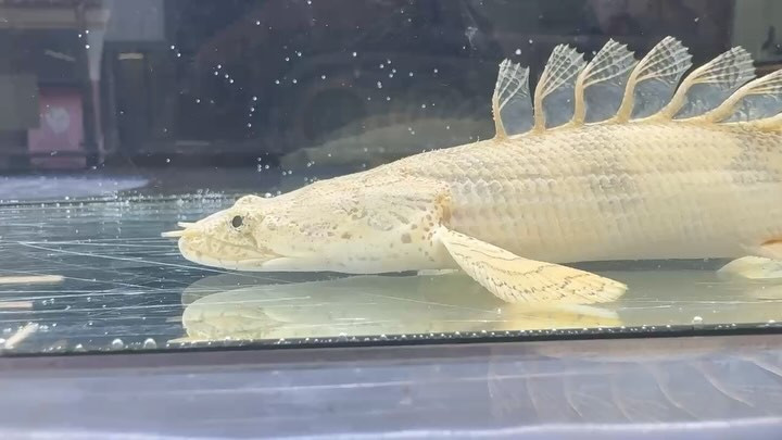 新入荷 Po.エンドリケリー ショートボディ