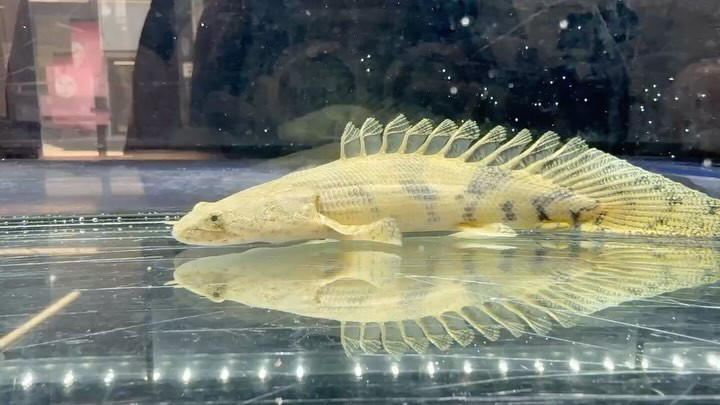 新入荷 Po.エンドリケリー ショートボディ  16cm±② 