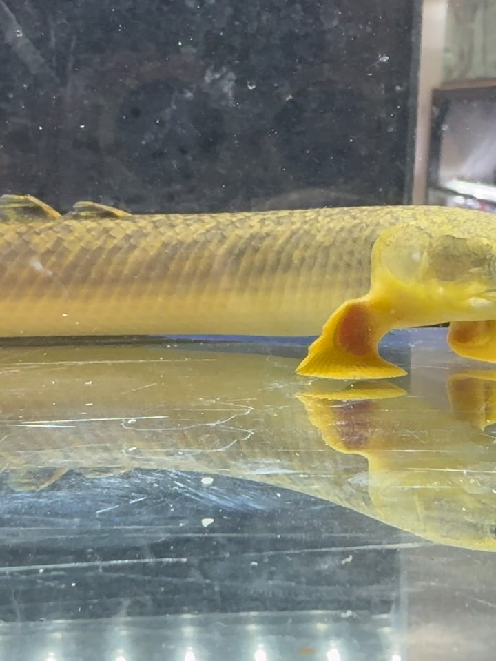 Po.ビュティコフェリー ギニア産 24cm± メス