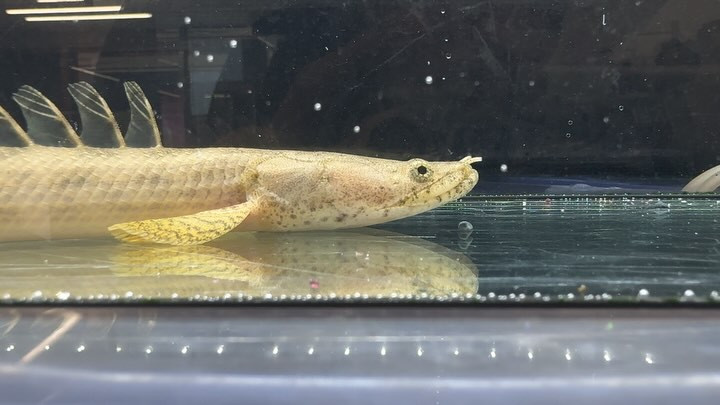 Po.アンソルギー ギニア産 27cm± メス