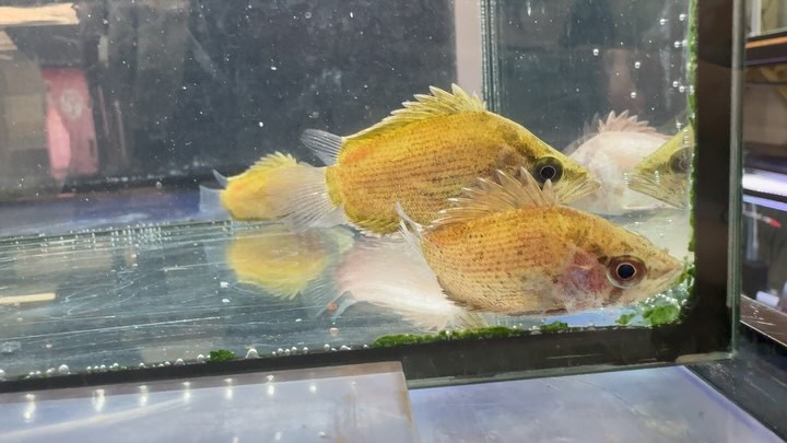 アフリカンリーフフィッシュ ナイジェリア産 5〜7cm±