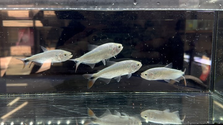 レッドフィンブリコン 11〜9cm±